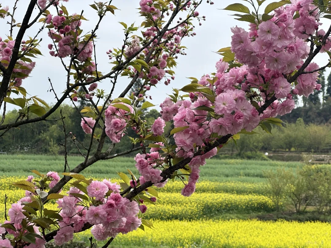樱花10