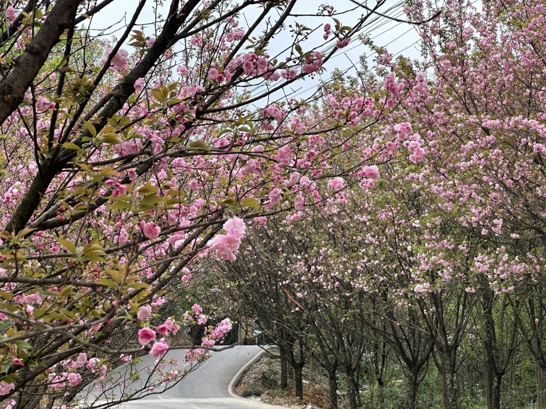 樱花11