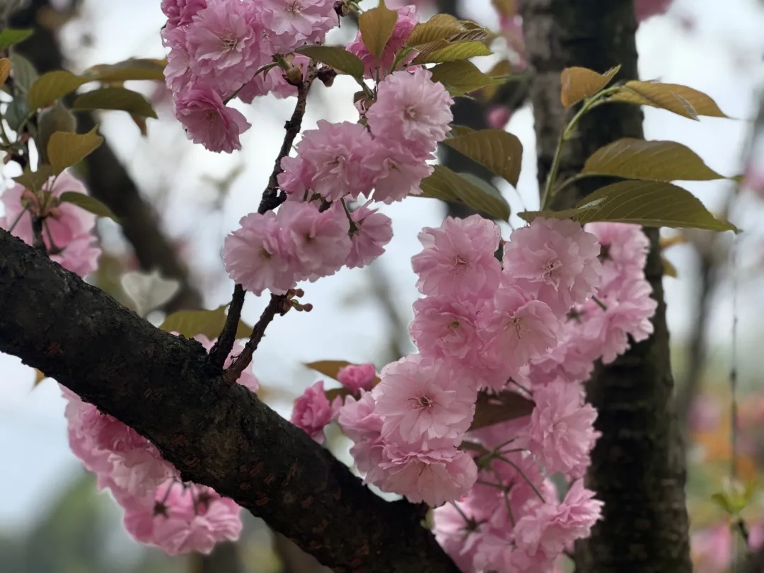 樱花13
