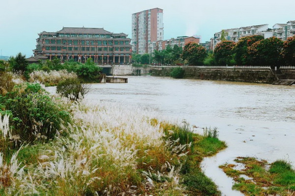 赤麻鸭又来沙湾3