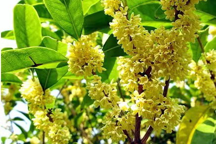 /website-webapp/ewebeditor/uploadfile/桂花