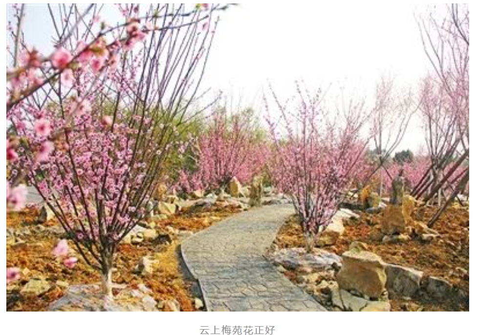 云上梅苑花正好