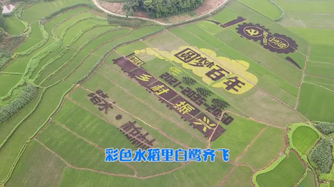踏水镇：巨幅稻田画献礼建党百年