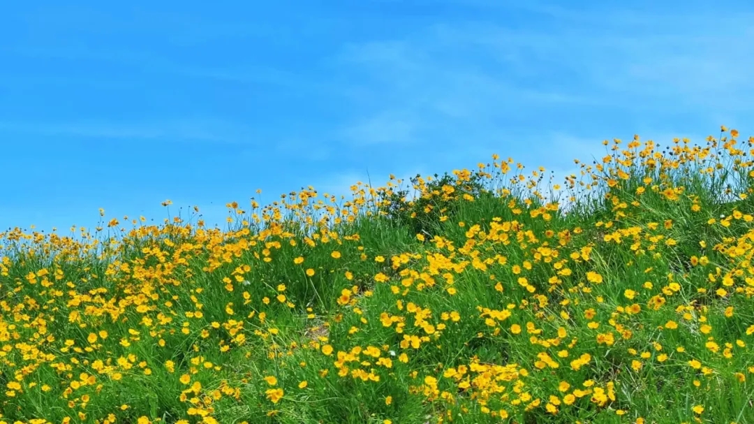 花海4