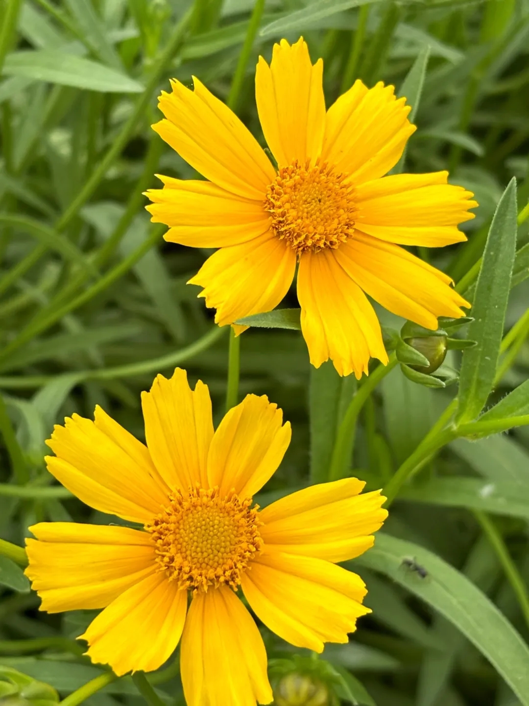 花海5