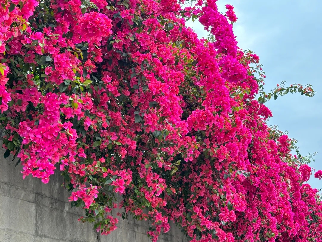 花海2