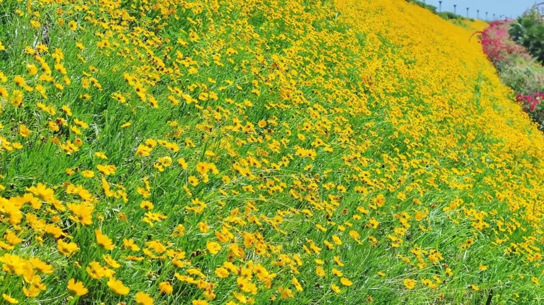 花海6